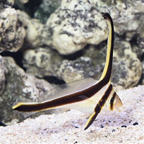 jackknife fish|Jackknife Fish – A Student’s Guide to Tropical Marine Biology.